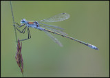 Emerald Damselfly / Gewone Pantserjuffer