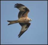 Red Kite / Rode Wouw