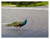 Peacock Walk