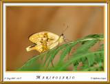 DSC_4169_mariposario1.jpg