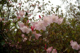 Pink Rhodo .jpg