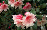 Untagged Pink Rhodo.jpg