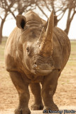 Rhino