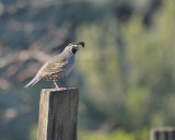 California Quail 