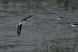 Black -necked Stilt