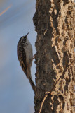 Brown Creeper