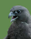 Black Gyrfalcon immature