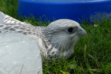 White Gyrfalcon immature keeping cool