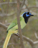 Green Jay normal color