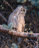 Great Horned Owl male