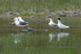 Caspian Tern & California Gulls
