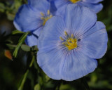 Blue Flax