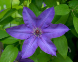 Clematis