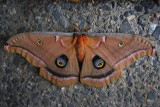 Antheraea polyphemus/Giant Silkworm Moth