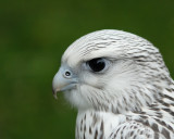 White Gyrfalcon