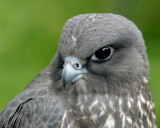 Black Gyrfalcon