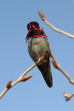 Annas Hummingbird