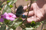 Ugyen saves the butterfly!