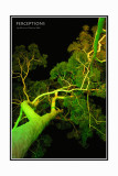 Green-Tree.jpg