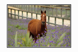 Horse.jpg