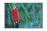 Bottlebrush.jpg