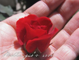 Rose-bud.jpg