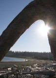 driftwood arch.JPG