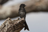Fork tailed Drongo
