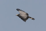 African Harier Hawk