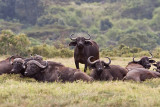 Buffalos