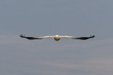 Yellow-billed Stork: taken off