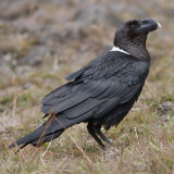 White-necked Raven - Corvus Albicollis