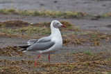 Grey-headed Gull