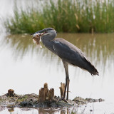 Black-headed Heron