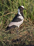 Blacksmith Plover