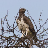 Martial Eagle