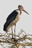 Marabou Stork