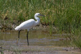 Little Egret