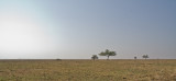 Serengeti (massai for endless plains)