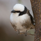 Northern White-crowned Shrike - Eurocephalus rueppelli