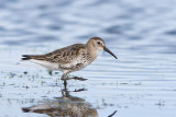 Dunlin - Bonte strandloper