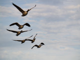 Its a bit out of focus, but geese dont pose.