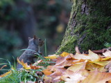 The only wildlife I saw