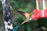 Buff-tailed Coronet