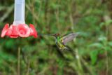 Sword-billed Hummingbird male