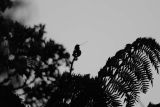 Sword-billed Hummingbird silhouette