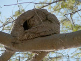 Pacific Hornero nest