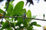 Andean Solitaire