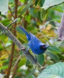 Masked Flowerpiercer