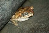 Marine Toad - Napo Wildlife Center (NWC)